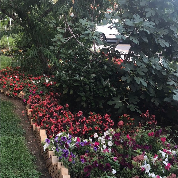 A FULL ROSE GARDEN